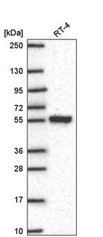 SLC25A46 Antibody in Western Blot (WB)