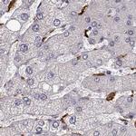 Cyclin F Antibody in Immunohistochemistry (IHC)