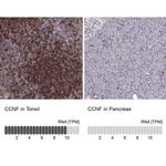 Cyclin F Antibody