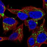 NME4 Antibody in Immunocytochemistry (ICC/IF)