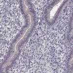 C10orf62 Antibody in Immunohistochemistry (IHC)