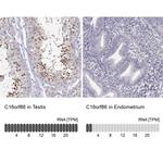 C16orf86 Antibody