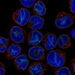 SLA Antibody in Immunocytochemistry (ICC/IF)