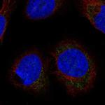 LETMD1 Antibody in Immunocytochemistry (ICC/IF)