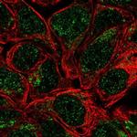 HS2ST1 Antibody in Immunocytochemistry (ICC/IF)