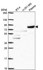 COG2 Antibody in Western Blot (WB)