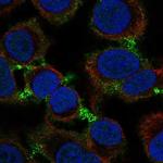 GABRA5 Antibody in Immunocytochemistry (ICC/IF)