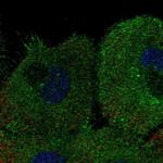 KCNK7 Antibody in Immunocytochemistry (ICC/IF)