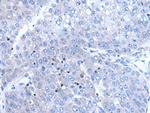 BTG4 Antibody in Immunohistochemistry (Paraffin) (IHC (P))