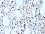 TBX6 Antibody in Immunohistochemistry (Paraffin) (IHC (P))