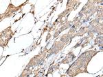 IL-20 Antibody in Immunohistochemistry (Paraffin) (IHC (P))