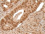 DEDD2 Antibody in Immunohistochemistry (Paraffin) (IHC (P))