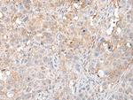 DEDD2 Antibody in Immunohistochemistry (Paraffin) (IHC (P))