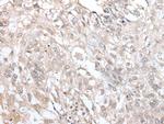 VRK3 Antibody in Immunohistochemistry (Paraffin) (IHC (P))