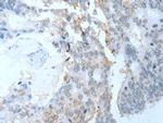 SYCP2 Antibody in Immunohistochemistry (Paraffin) (IHC (P))