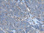 SLC24A5 Antibody in Immunohistochemistry (Paraffin) (IHC (P))