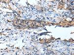 DEFB104A Antibody in Immunohistochemistry (Paraffin) (IHC (P))