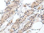 PROK1 Antibody in Immunohistochemistry (Paraffin) (IHC (P))