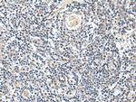 PROK1 Antibody in Immunohistochemistry (Paraffin) (IHC (P))