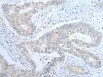 ITGA8 Antibody in Immunohistochemistry (Paraffin) (IHC (P))