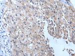 YPEL4 Antibody in Immunohistochemistry (Paraffin) (IHC (P))