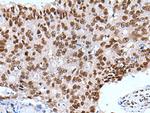 XAB2 Antibody in Immunohistochemistry (Paraffin) (IHC (P))