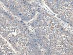 XDH Antibody in Immunohistochemistry (Paraffin) (IHC (P))