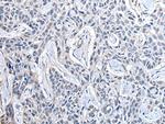 PPIG Antibody in Immunohistochemistry (Paraffin) (IHC (P))