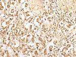 ZUFSP Antibody in Immunohistochemistry (Paraffin) (IHC (P))