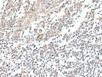 VGLL2 Antibody in Immunohistochemistry (Paraffin) (IHC (P))