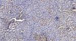 SOD3 Antibody in Immunohistochemistry (Paraffin) (IHC (P))