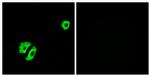 OR2A25 Antibody in Immunocytochemistry (ICC/IF)