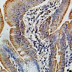 COX6B1 Antibody in Immunohistochemistry (Paraffin) (IHC (P))