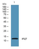 IFI27 Antibody in Western Blot (WB)