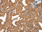 MIC-1 Antibody in Immunohistochemistry (Paraffin) (IHC (P))