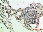 Thrombospondin 4 Antibody in Immunohistochemistry (Paraffin) (IHC (P))