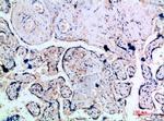 INHA Antibody in Immunohistochemistry (Paraffin) (IHC (P))