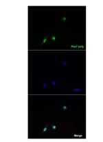 PAX7 Antibody in Immunocytochemistry (ICC/IF)