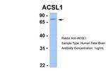 ACSL1 Antibody in Western Blot (WB)