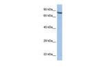 ZNF630 Antibody in Western Blot (WB)