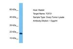 TCF21 Antibody in Western Blot (WB)