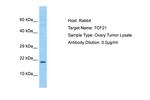 TCF21 Antibody in Western Blot (WB)