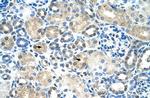 IER2 Antibody in Immunohistochemistry (IHC)