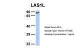 LAS1L Antibody in Western Blot (WB)