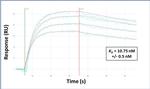 Arg3.1 Antibody in Surface plasmon resonance (SPR)