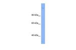 SIN3B Antibody in Western Blot (WB)