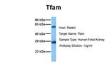 TFAM Antibody in Western Blot (WB)