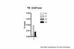 THRB Antibody in ChIP Assay (CHIP)