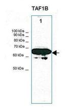 TAF1B Antibody in Western Blot (WB)