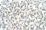 TSC22D4 Antibody in Immunohistochemistry (IHC)